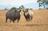 Rhinoceroses: Can modern science save...