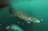 Teenage Greenland sharks’ hangout spot...