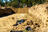 US Army practices digging temporary...