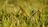 Why You Should Let Your Grass Go Gold