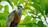 The boat-billed heron: When nature...