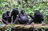 Female bonobos rule the bonobo...