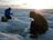 How Do Glacial Ecosystems Respond to...