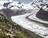 In an Alpine Plant Species, Ancient...