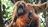 ‘Could go extinct here’: orangutans at...