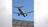 'Gambling lives': Low flypast over...