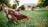 Chickenomics: The Economics of...